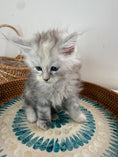 Load image into Gallery viewer, Pale Silver Tortie Maine Coon female/ Located in Ottawa area