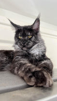 Load image into Gallery viewer, Black Smoke Maine Coon Male / Located in Ottawa area - Barrhaven