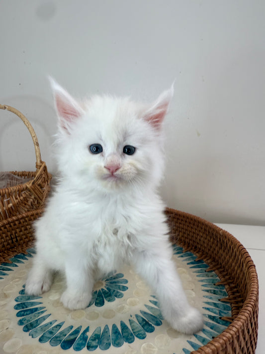 White Maine Coon male 1 / Located in Ottawa