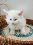 Load image into Gallery viewer, White Maine Coon male 1 / Located in Ottawa