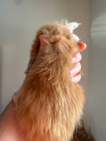 Load image into Gallery viewer, Red Maine Coon Polydactyl male 2 / Located in Ottawa area