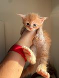 Load image into Gallery viewer, Red Maine Coon Polydactyl male 2 / Located in Ottawa area