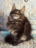 Load image into Gallery viewer, Black Marble Maine Coon male / Located in Ottawa area - Almonte