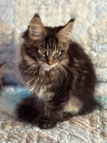 Load image into Gallery viewer, Black Marble Maine Coon male / Located in Ottawa area - Almonte