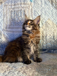 Load image into Gallery viewer, Black Tortie Maine Coon female 3 / Located in Ottawa area - Almonte
