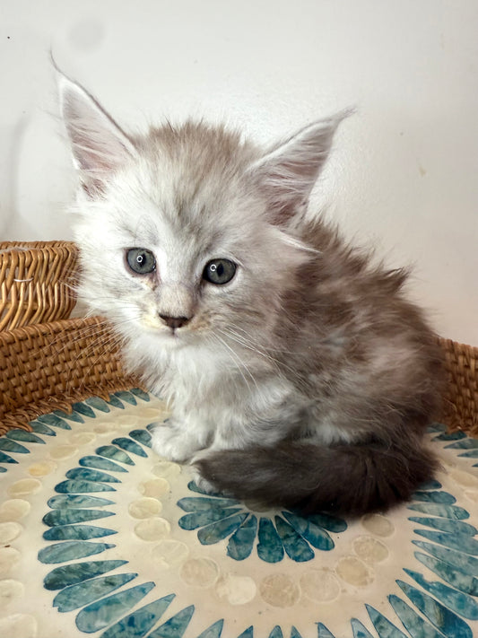 Black Silver Maine Coon male - 2 / Located in Ottawa area