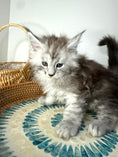 Load image into Gallery viewer, Black Silver Maine Coon male / Located in Ottawa area