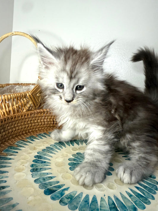 Black Silver Maine Coon male / Located in Ottawa area