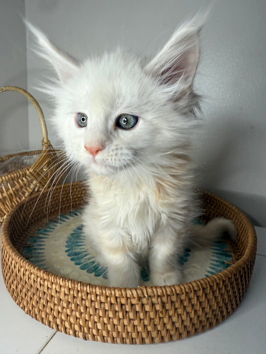 Red Shaded Maine Coon male / Located in Ottawa area