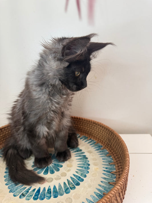 Black Smoke Maine Coon Female 1 / Located in Ottawa area