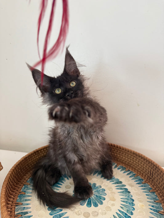 Black Smoke Maine Coon Female 1 / Located in Ottawa area