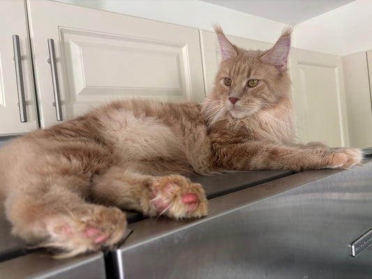 Cream Tabby Maine Coon female / Located in Ottawa area Barrhaven / 2 year old