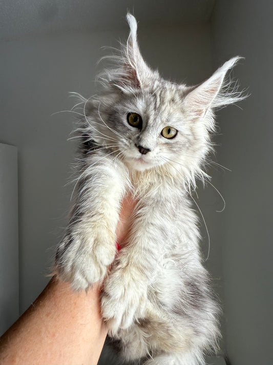 Pale Silver Maine Coon female/ Located in Ottawa area