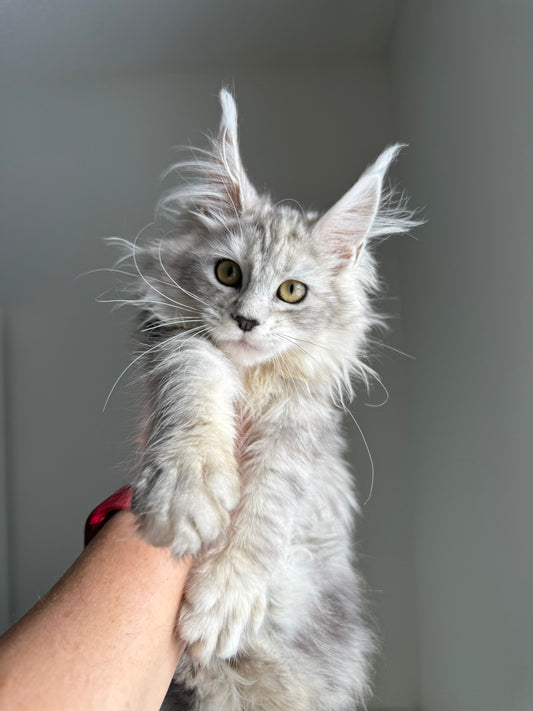 Pale Silver Maine Coon female/ Located in Ottawa area
