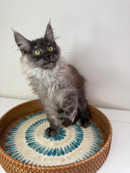 Black Smoke Maine Coon Female 2 / Located in Ottawa area