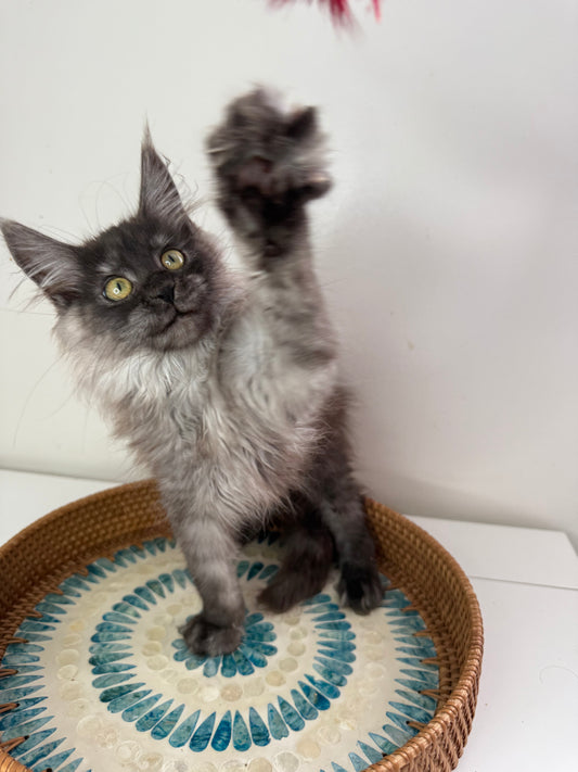 Black Smoke Maine Coon Female 2 / Located in Ottawa area