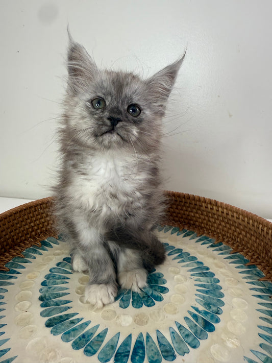 Black Smoke Tortie Maine Coon Female / Located in Ottawa area