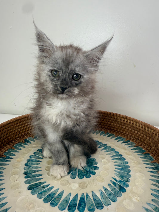 Black Smoke Tortie Maine Coon Female / Located in Ottawa area