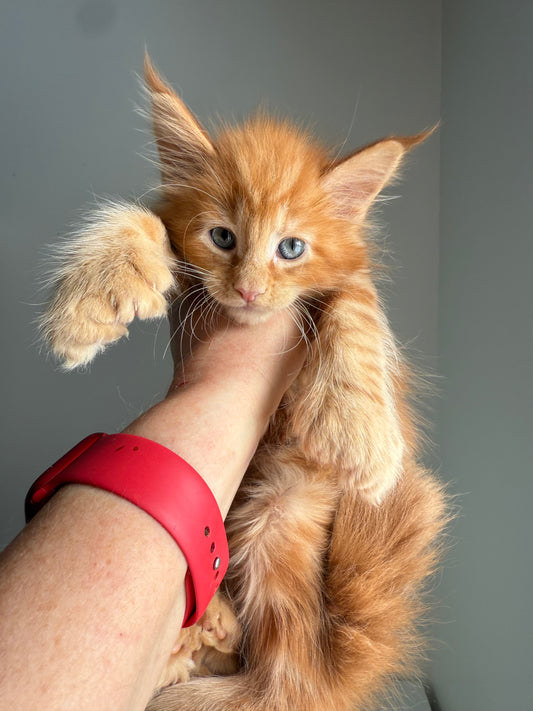 Red Maine Coon Polydactyl male / Located in Ottawa area