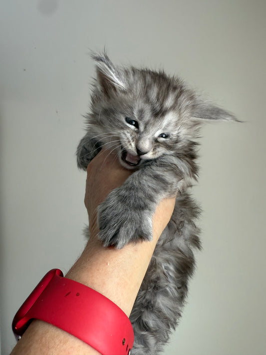 Black Silver Maine Coon Polydactyl male - located in Ottawa area