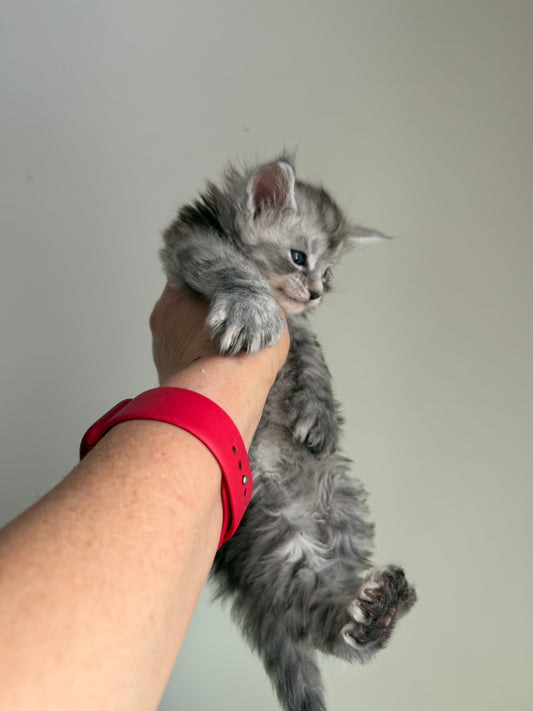 Black Silver Maine Coon Polydactyl male - located in Ottawa area