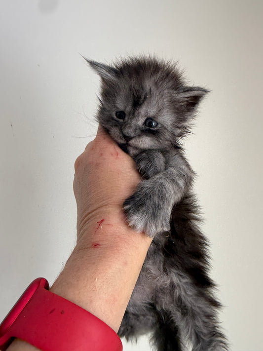 Black Smoke Maine Coon Male / Located in Ottawa area