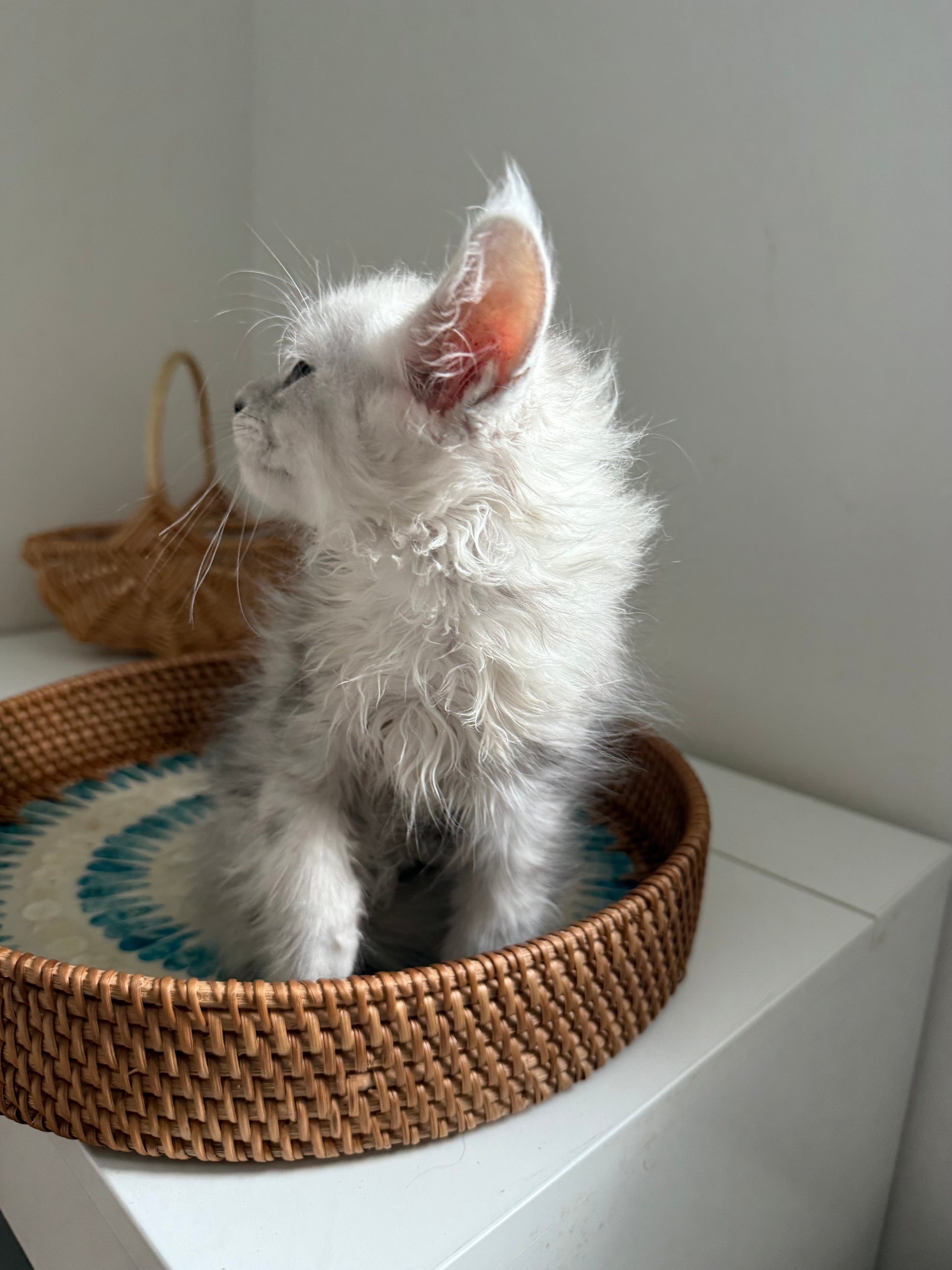 Black Silver Shaded Maine Coon female / Located in Ottawa area