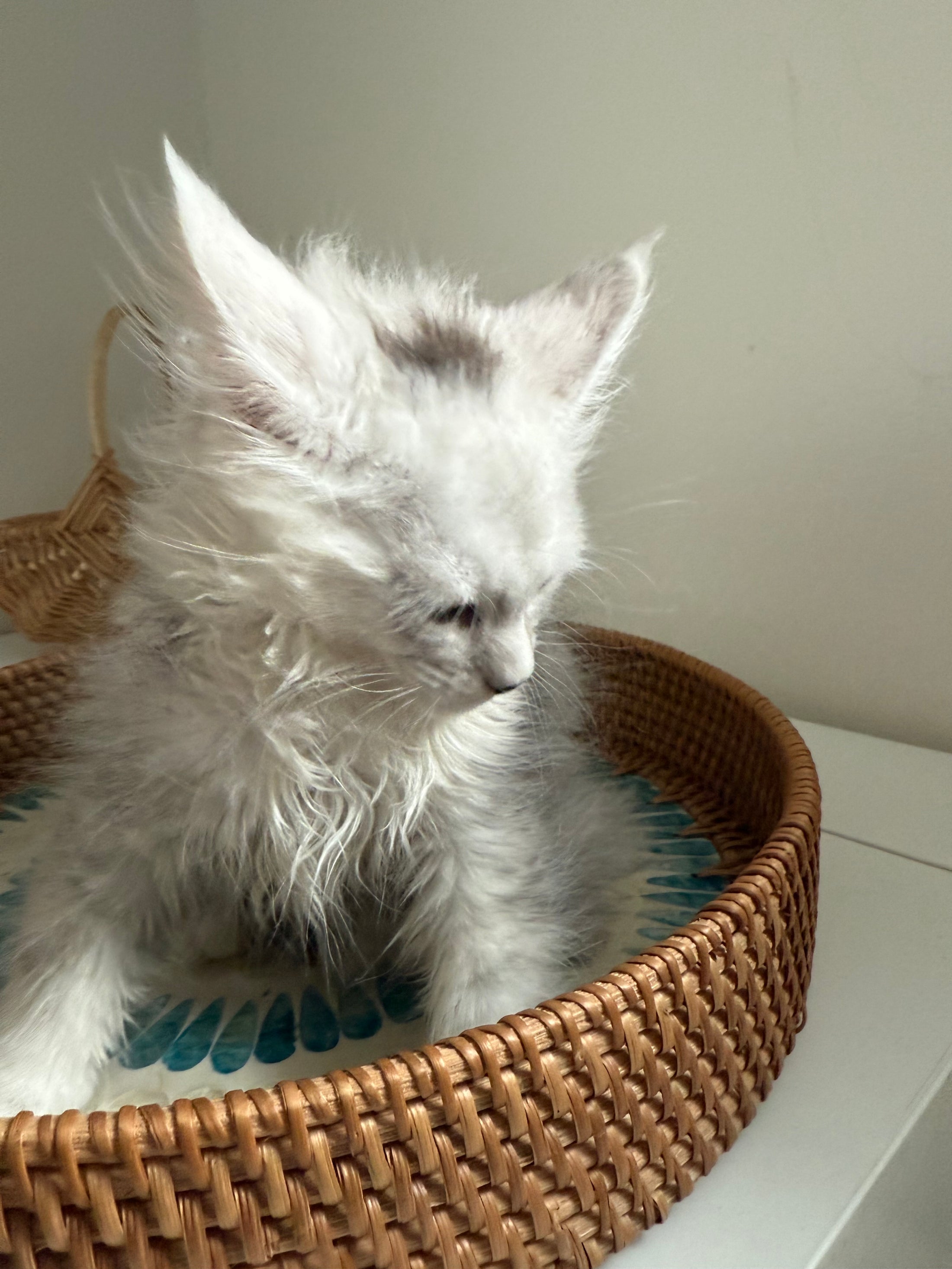 Black Silver Shaded Maine Coon female / Located in Ottawa area