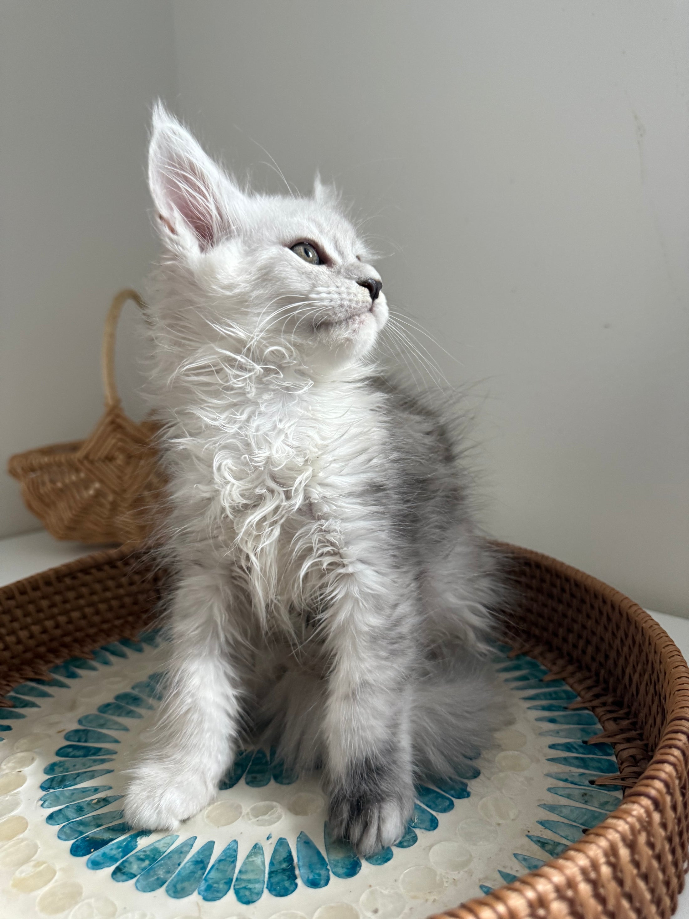 Black Silver Shaded Maine Coon female / Located in Ottawa area