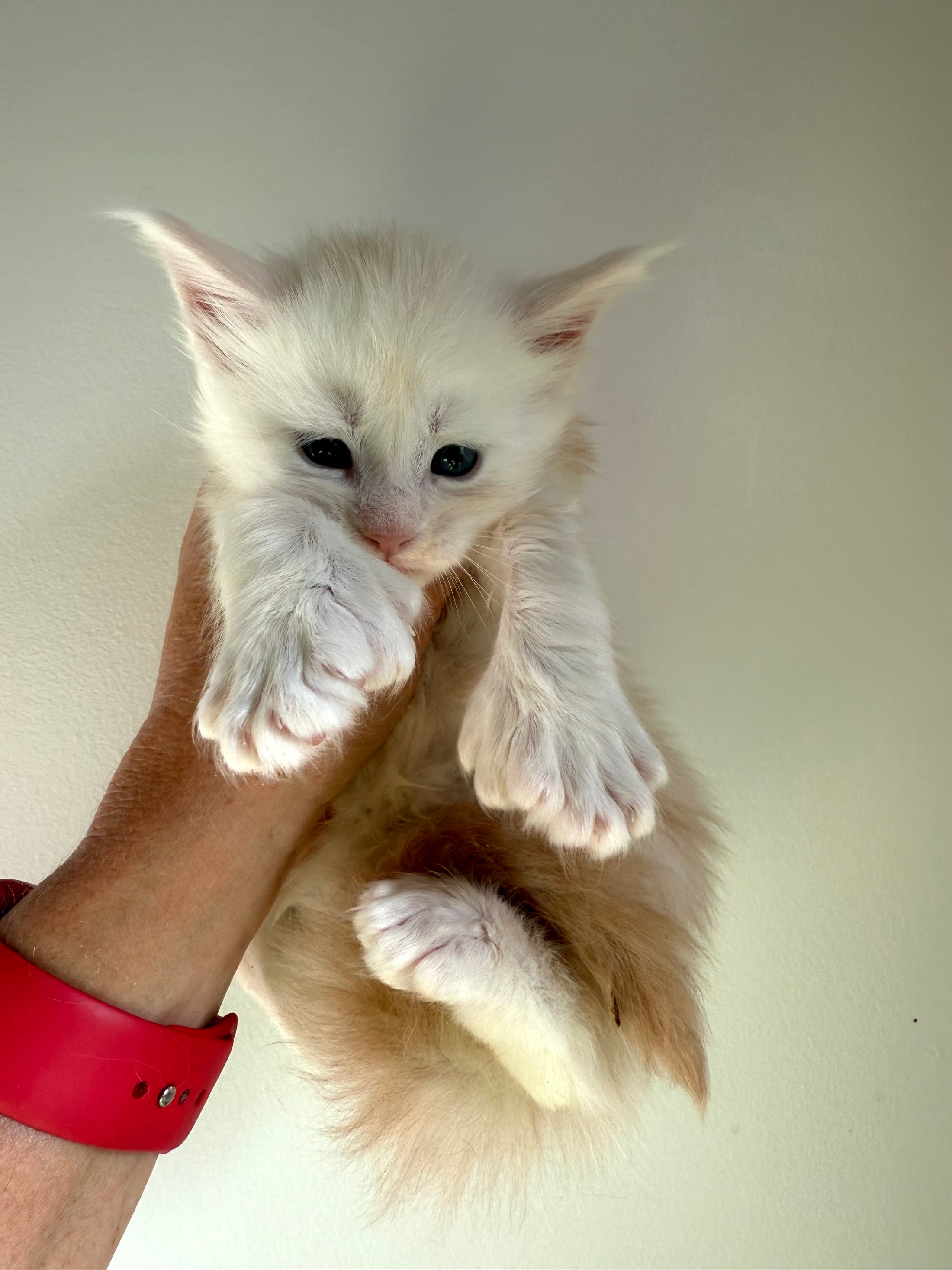 Red Shaded Maine Coon Polydactyl male - located in Ottawa area