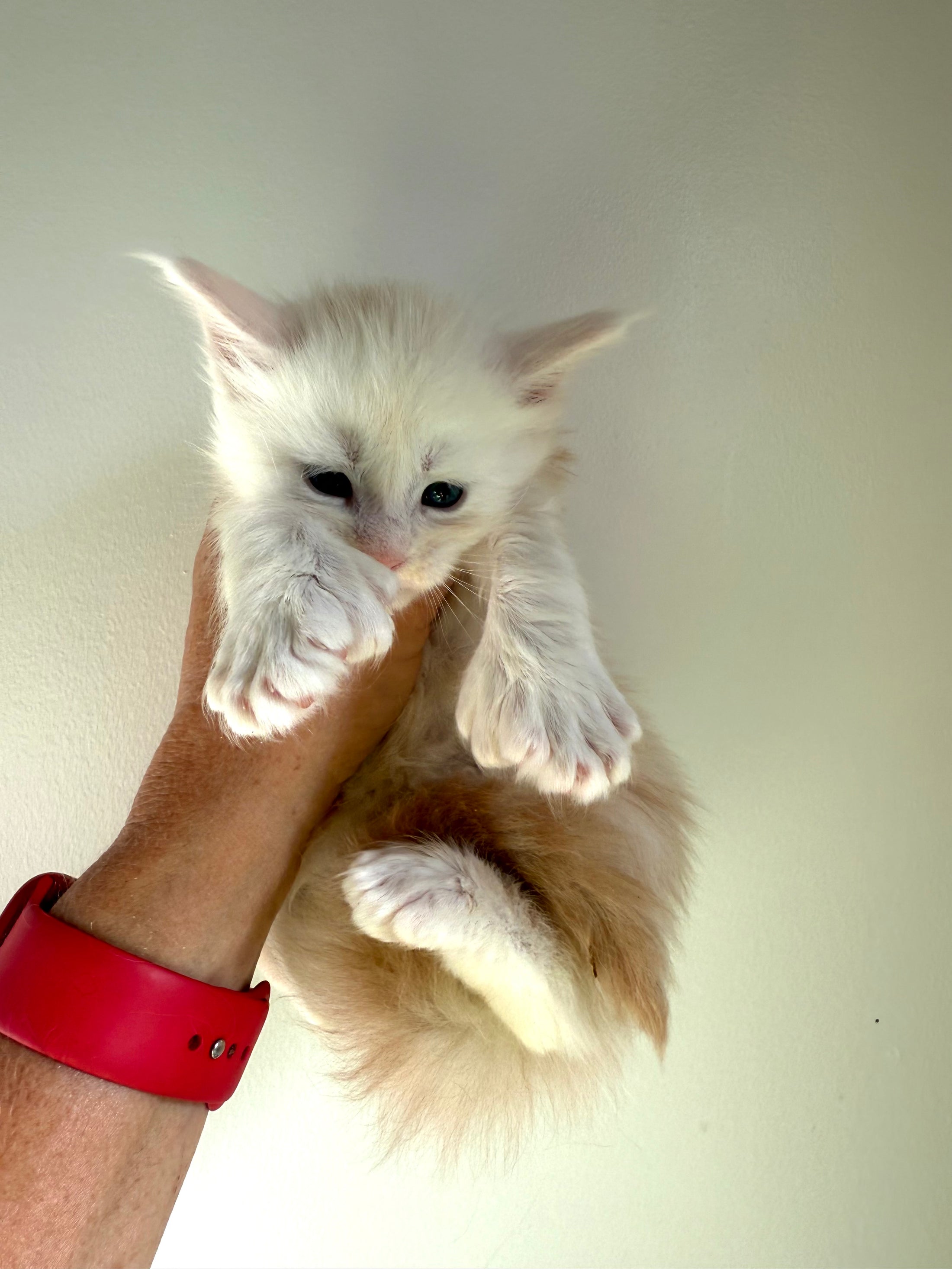 Red Shaded Maine Coon Polydactyl male - located in Ottawa area