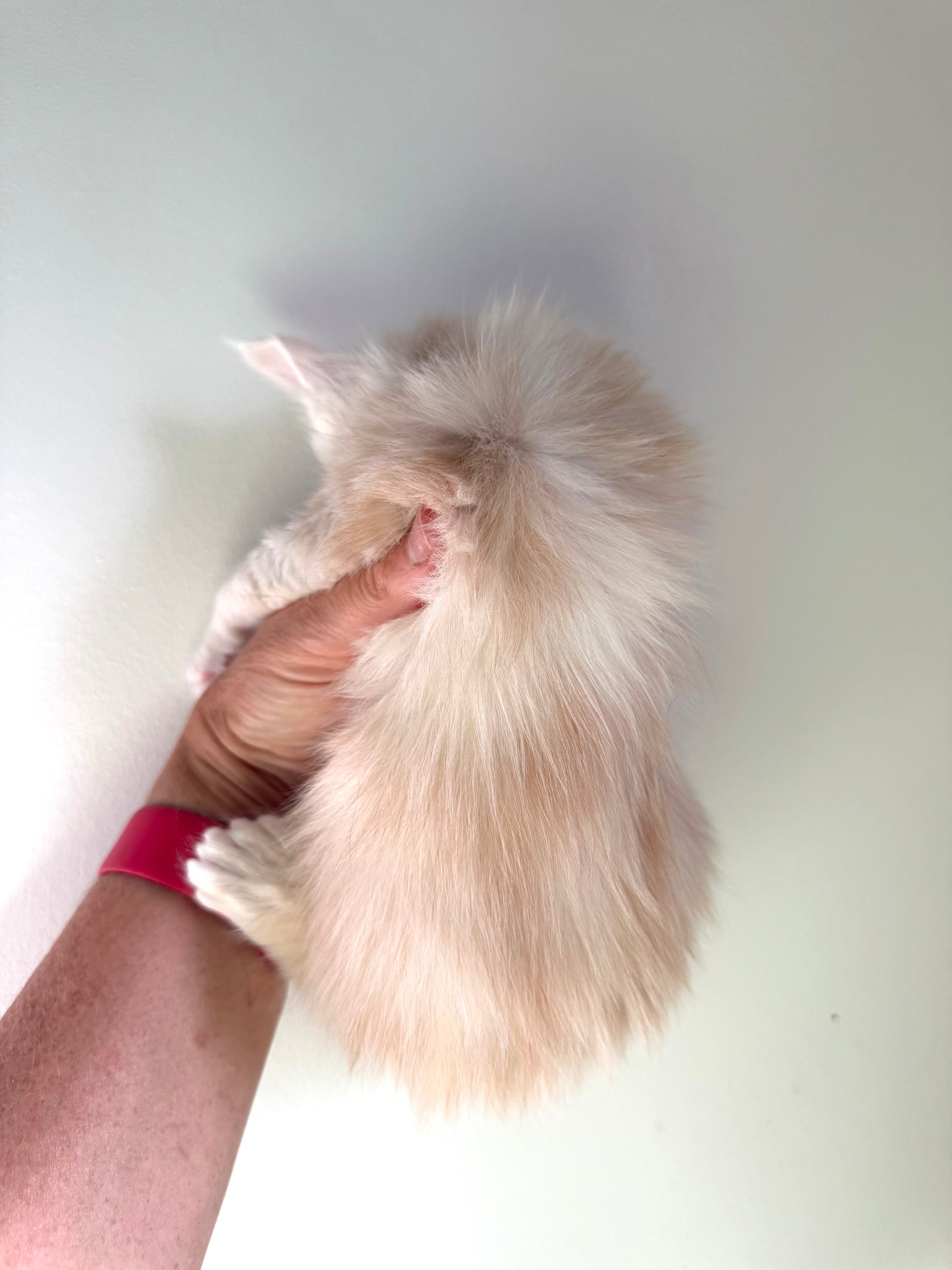 Red Shaded Maine Coon Polydactyl male - located in Ottawa area