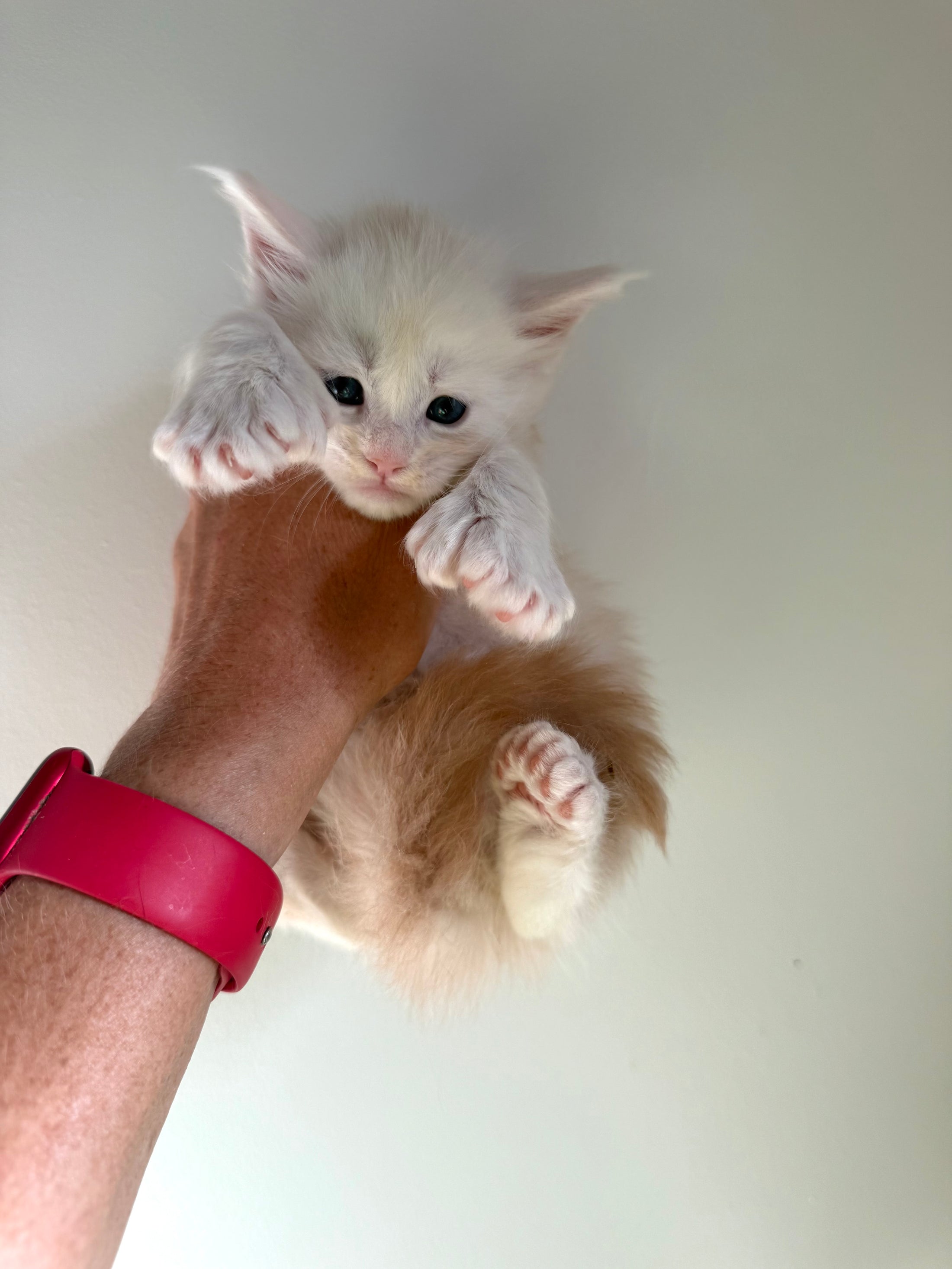 Red Shaded Maine Coon Polydactyl male - located in Ottawa area