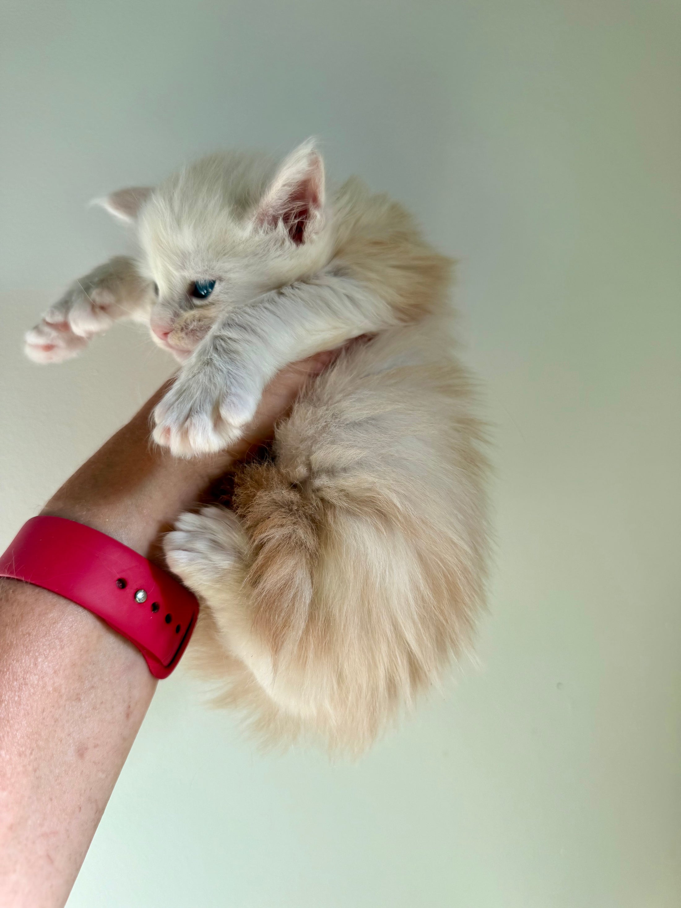 Red Shaded Maine Coon Polydactyl male - located in Ottawa area