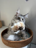 Load image into Gallery viewer, Black Silver Maine Coon Polydactyl female / Located in Ottawa area