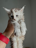 Load image into Gallery viewer, Silver Tortie Maine Coon female / Located in Ottawa area