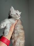 Load image into Gallery viewer, Silver Tortie Maine Coon female / Located in Ottawa area
