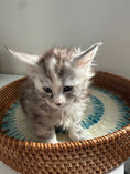 Load image into Gallery viewer, Silver Tortie Maine Coon female / Located in Ottawa area