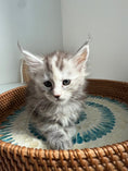 Load image into Gallery viewer, Silver Tortie Maine Coon female / Located in Ottawa area
