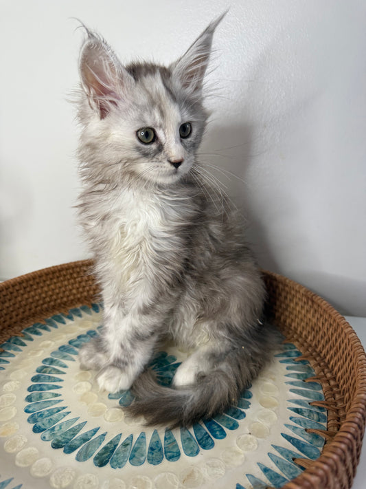 Silver Tortie Maine Coon female / Located in Ottawa area