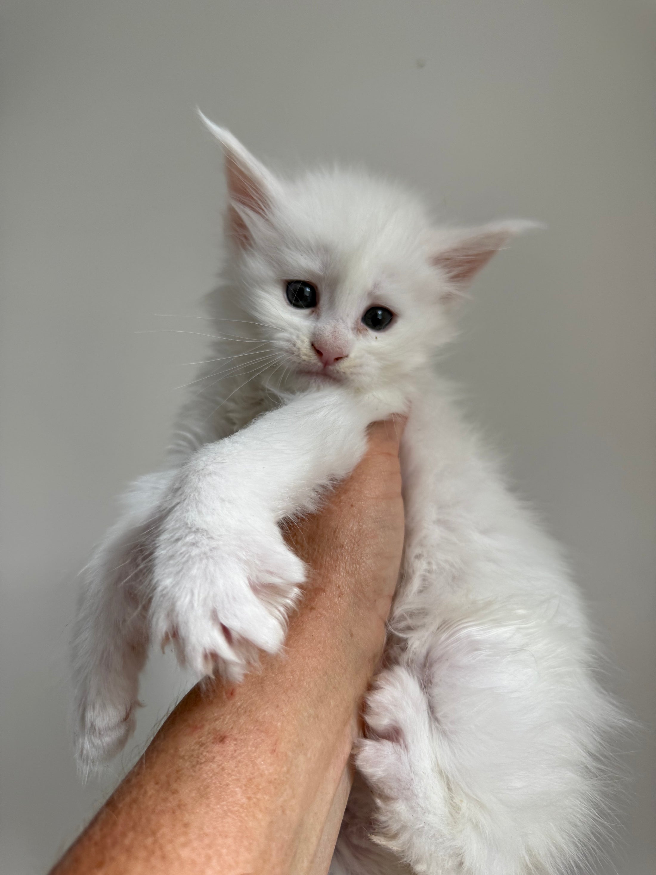 White Maine Coon female / Located in Ottawa area