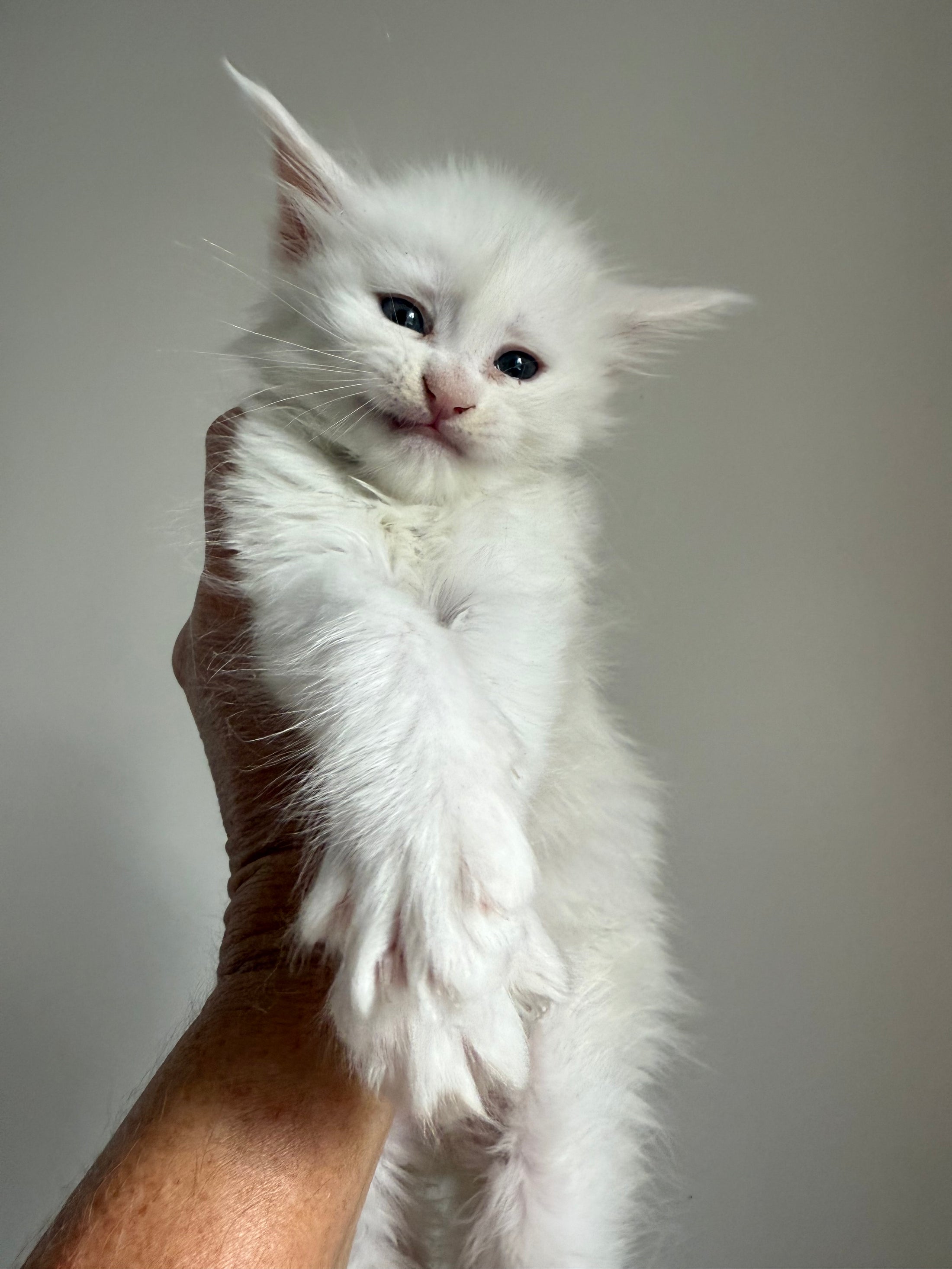 White Maine Coon female / Located in Ottawa area