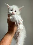 Load image into Gallery viewer, White Maine Coon female / Located in Ottawa area