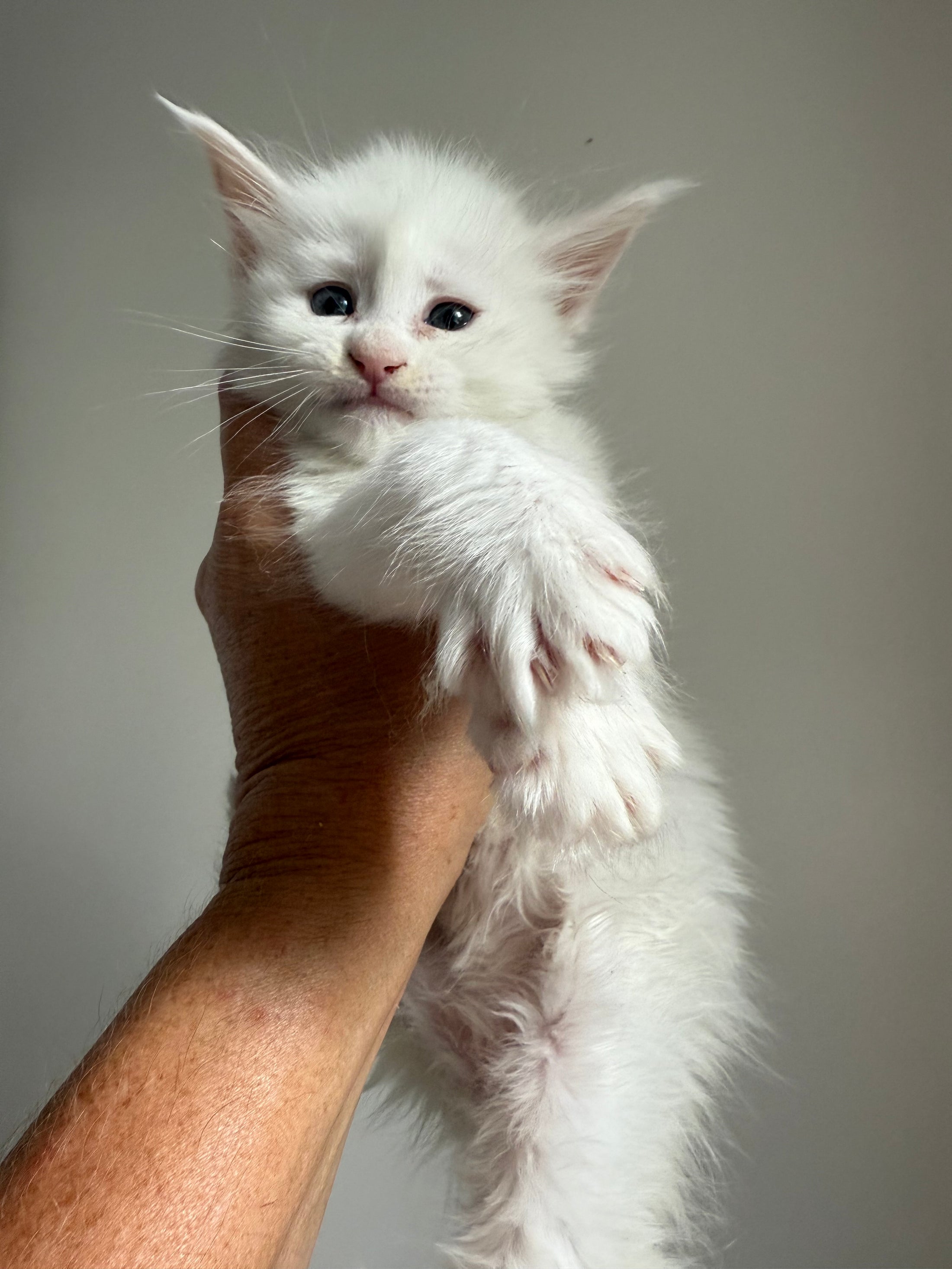 White Maine Coon female / Located in Ottawa area