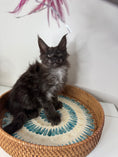 Load image into Gallery viewer, Black Smoke Maine Coon Polydactyl female - located in Ottawa area