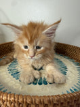 Load image into Gallery viewer, Red Maine Coon Polydactyl male / Located in Ottawa area