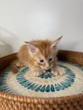 Load image into Gallery viewer, Red Maine Coon Polydactyl male / Located in Ottawa area