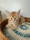 Load image into Gallery viewer, Red Maine Coon Polydactyl male / Located in Ottawa area