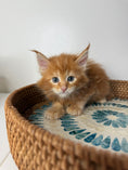 Load image into Gallery viewer, Red Maine Coon female / Located in Ottawa area