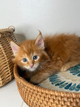 Load image into Gallery viewer, Red Maine Coon female / Located in Ottawa area